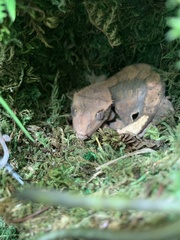 Correlophus