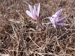 Crocus pallasii