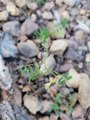 Swainsona brachycarpa
