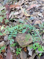 Swainsona brachycarpa