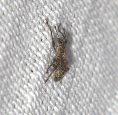 Andrion regensteinense