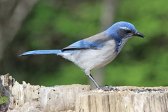 Aphelocoma californica