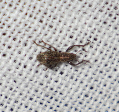 Andrion regensteinense