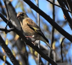 Chloris sinica kawarahiba