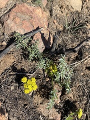 Lomatium cous