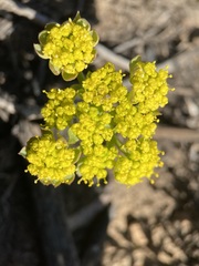 Lomatium cous