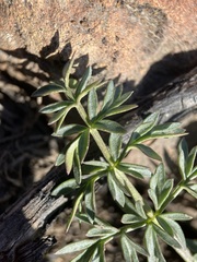 Lomatium cous