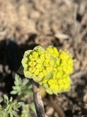 Lomatium cous