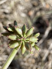 Lomatium canbyi