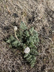 Lomatium canbyi