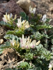 Astragalus lentiginosus chartaceus