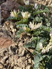 Astragalus lentiginosus chartaceus