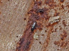 Crypturgus hispidulus