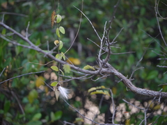 Pentatropis nivalis