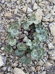 Trifolium owyheense