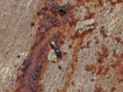 Crypturgus hispidulus