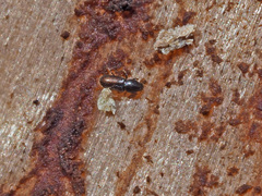 Crypturgus hispidulus