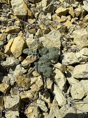 Lomatium foeniculaceum macdougalii