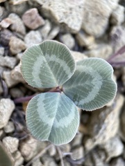 Trifolium owyheense