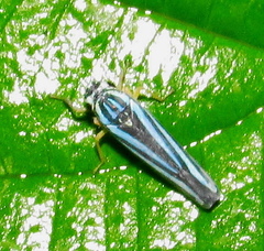 Poecilocarda cosmopolita
