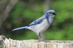 Aphelocoma californica