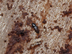 Crypturgus hispidulus