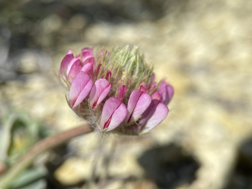 Image of Trifolium owyheense by (c) Matt Berger, some rights reserved (CC BY)