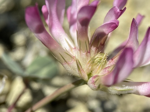 Image of Trifolium owyheense by (c) Matt Berger, some rights reserved (CC BY)