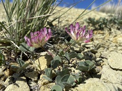 Trifolium owyheense