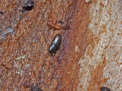 Crypturgus hispidulus