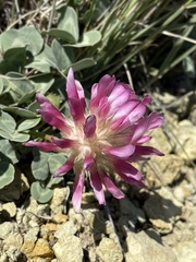 Trifolium owyheense