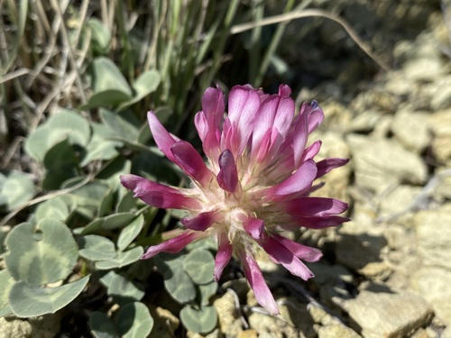 Image of Trifolium owyheense by (c) Matt Berger, some rights reserved (CC BY)
