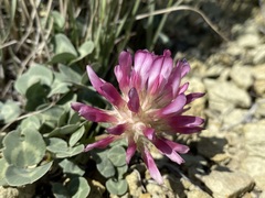 Trifolium owyheense