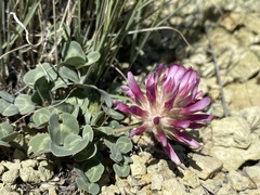 Trifolium owyheense
