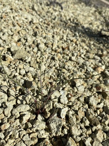 Image of Astragalus sterilis by (c) Matt Berger, some rights reserved (CC BY)