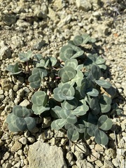 Trifolium owyheense