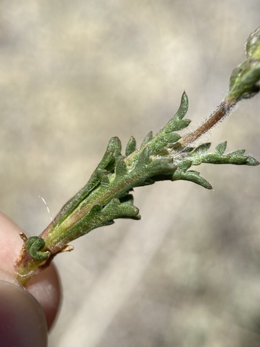 Image of Gilia inconspicua by (c) Matt Berger, some rights reserved (CC BY)
