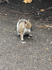 Sciurus carolinensis
