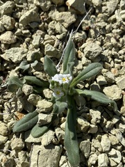 Amsinckiopsis kingii