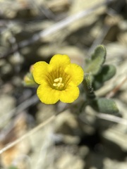 Phacelia lutea lutea