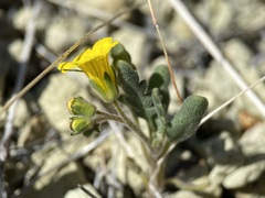 Phacelia lutea lutea