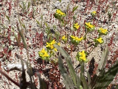 Eriophyllum multicaule
