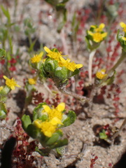 Eriophyllum multicaule