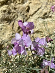 Lathyrus pauciflorus pauciflorus