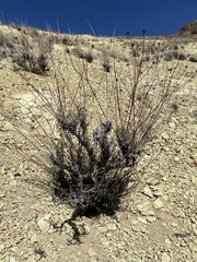 Eriogonum novonudum