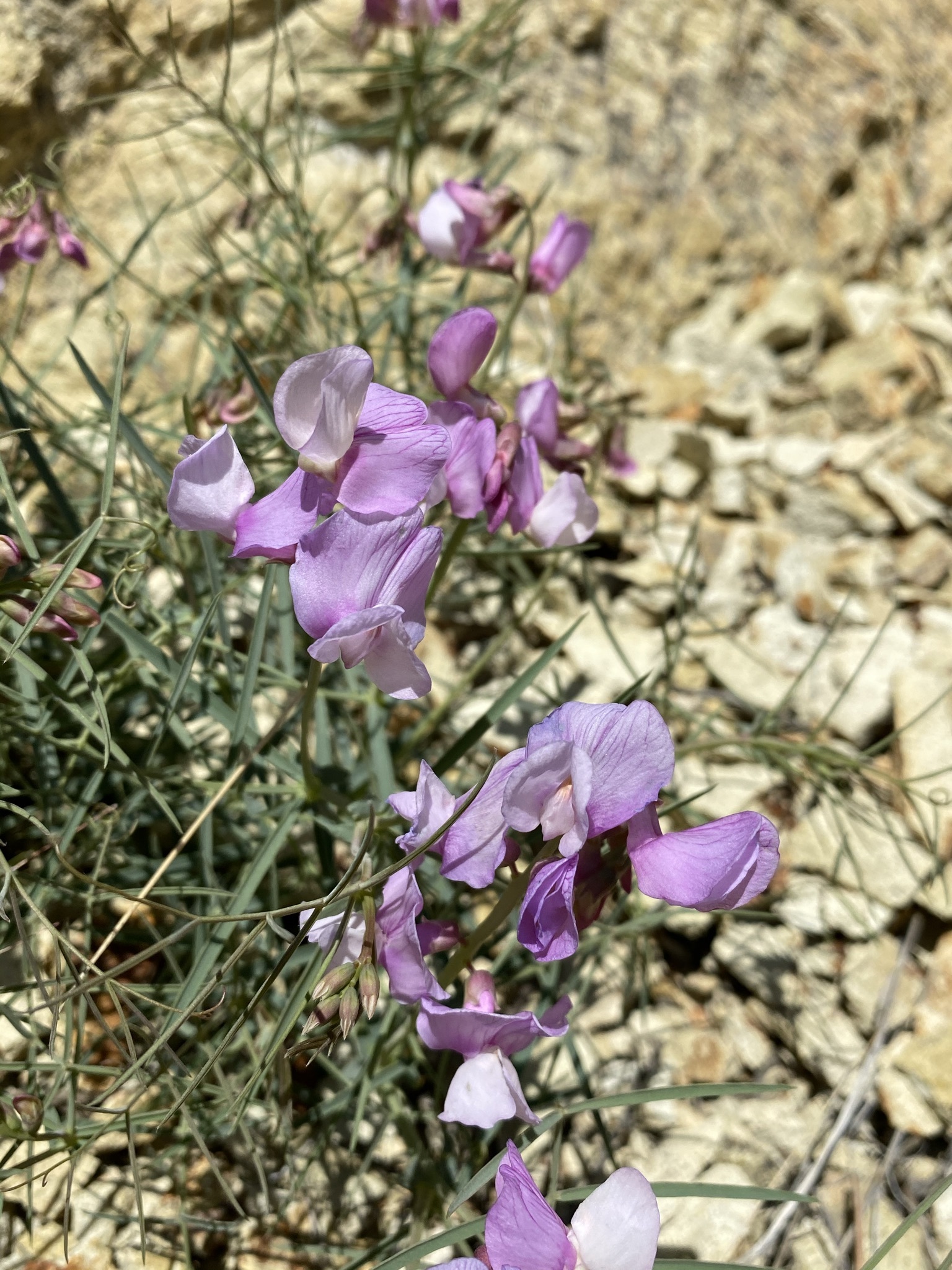 Lathyrus pauciflorus var. pauciflorus