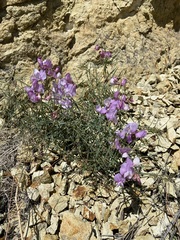 Lathyrus pauciflorus pauciflorus