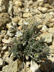 Sabulina nuttallii