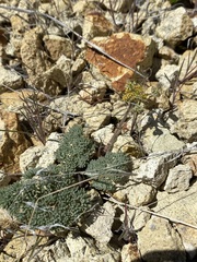 Lomatium foeniculaceum macdougalii