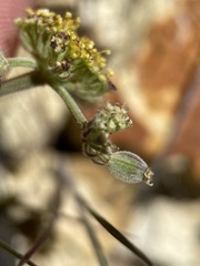 Lomatium foeniculaceum macdougalii